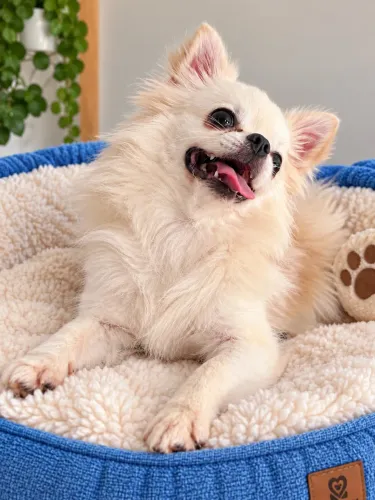 Chihuahua a procura de uma namorada 