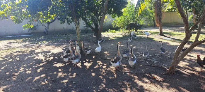 Vendo gansos chinês pardo 