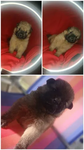 Cachorrinho