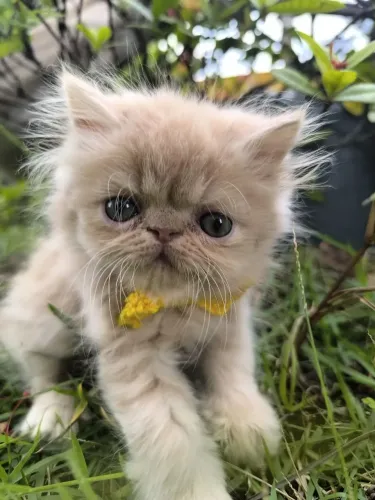 Gato macho persa bege 