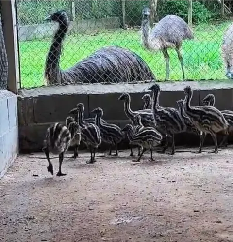 Casal emu australiano