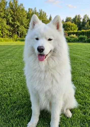 Lindo Samoieda 