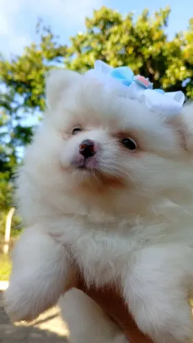 Lulu Pomerania ( Spitz )