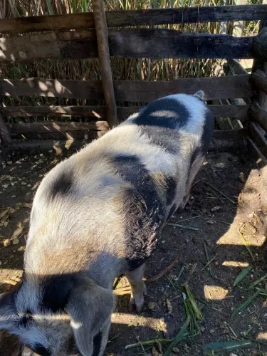 Vendo porco caipira 