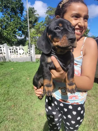 Filhote de dachshund, aceito cartão.
