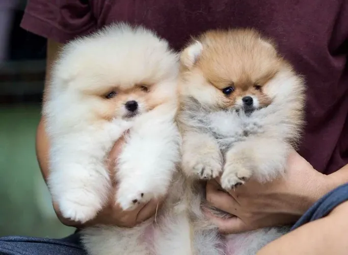Lulu da pomerania macho e fêmea