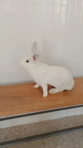 Coelhos (adultos e filhotes)