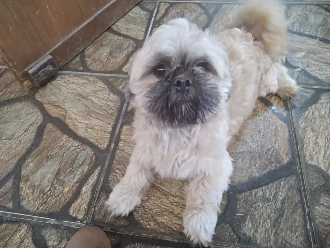 Cachorro Shitzu puro adulto