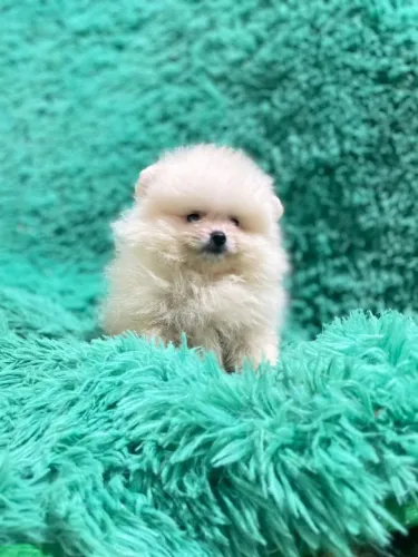  Lulu da Pomerania alegria para quem voce ama.