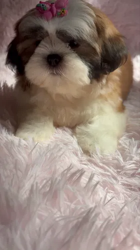 Shihtzu fêmea disponível
