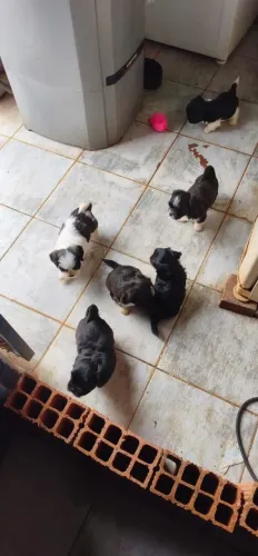 Shitzu a venda