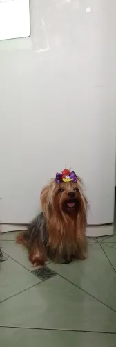 Yorkshire Terrier procurando NAMORADA