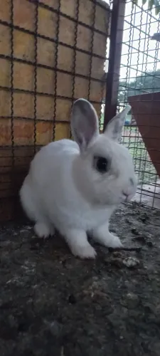 Vende se coelho adulto 