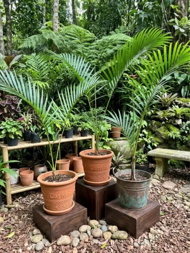 Palmeira Areca