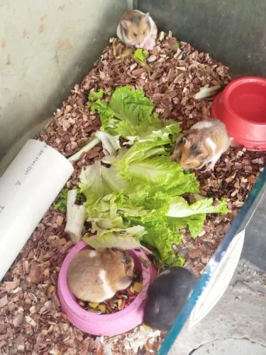 Filhote de hamster