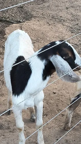 Cabrito anglo nubiano puro