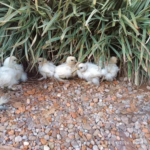 Pintainhos de galinha sedosa puro