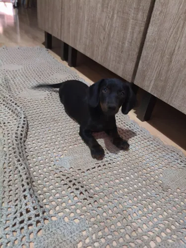 Filhotes Cofape, Dachshund
