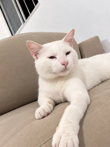 Lindo gatinho branco para adoção