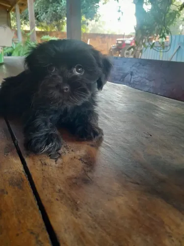 Shihtzu