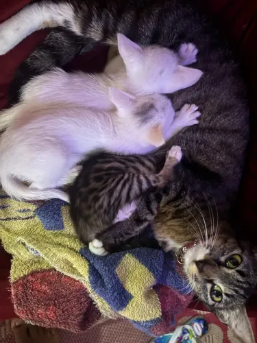 Gatos