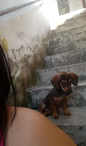 Vende-se filhote de salsicha