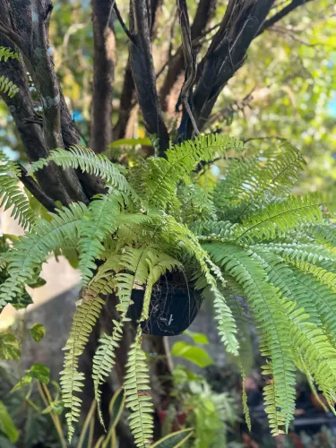Vendo planta Samambaia