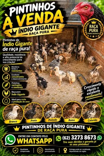 Pintinhos Índio Gigante puro, temos ovos galados venha conhecer nossos reprodutores.