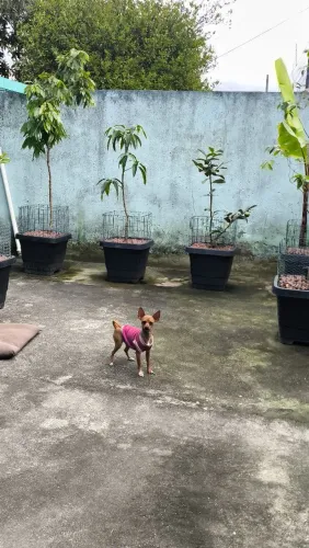Pinscher 0 600 reais