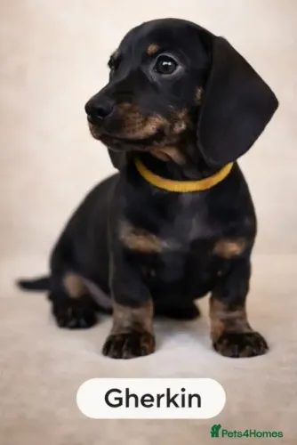 Cachorro Macho e Fêmea em SP Teckel/Dachshund/Salsicha/Salsichinha/Basset/Cofap Dóceis