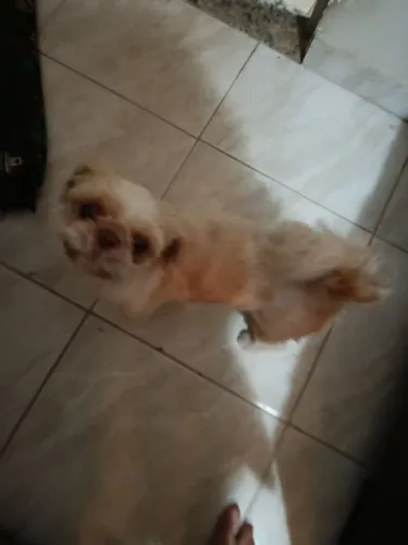 Shitzu fêmea procurando namorado