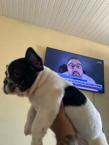 Filhotes de Buldogue francês 100% puros