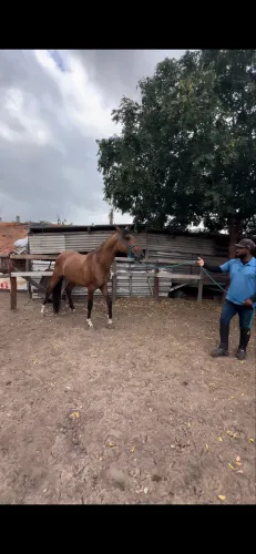 Macho mangalarga brabo a venda