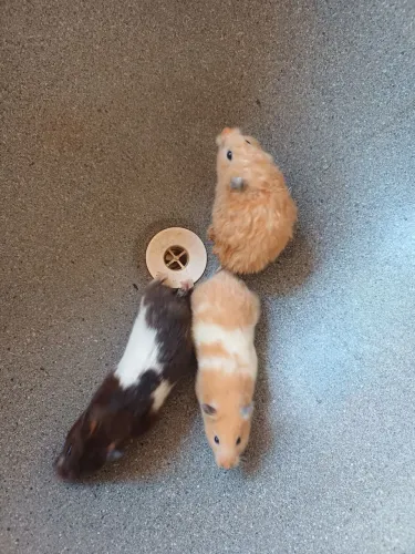 Hamster ? sírio a venda 25 reais