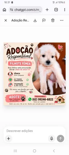 Doação de filhote fêmea pequeno porte