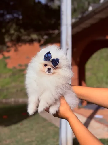 LULU DA POMERANIA LINHAGEM RUSSA E COREANA!!!