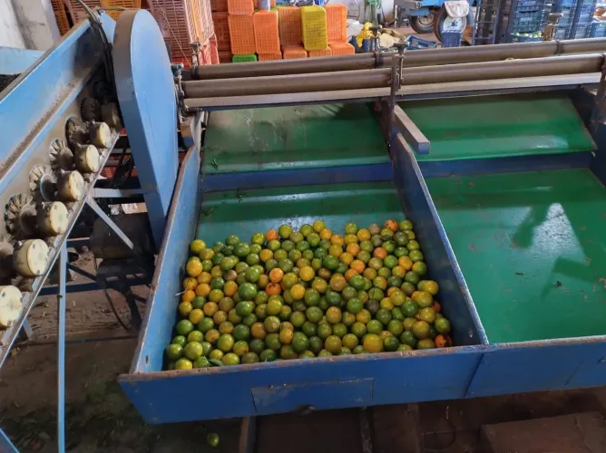 Laranja Lavador, Classificador e Polidora