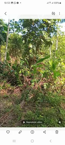 Terreno