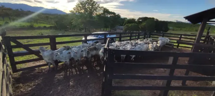 fazenda a venda no roxinho