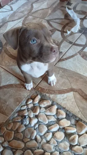Filhote de Pitt Bull