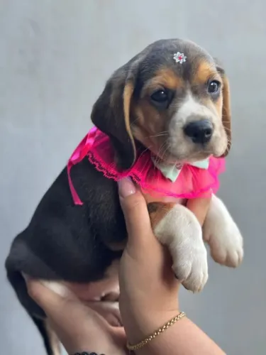 Beagle Seu próximo companheiro pode estar mais perto do que imagina