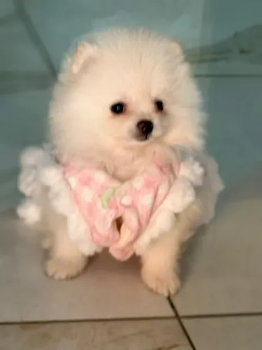 Cachorro Lulu da Pomerania filhote exclusivo para novo amor e lar.