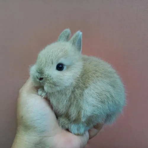 Coelho Anão Netherland Dwarf Filhote
