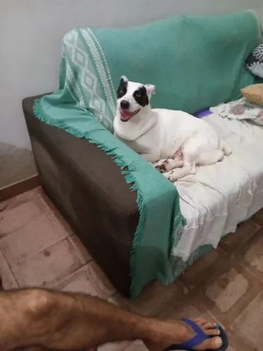 Doação de pet cariosa,e docio