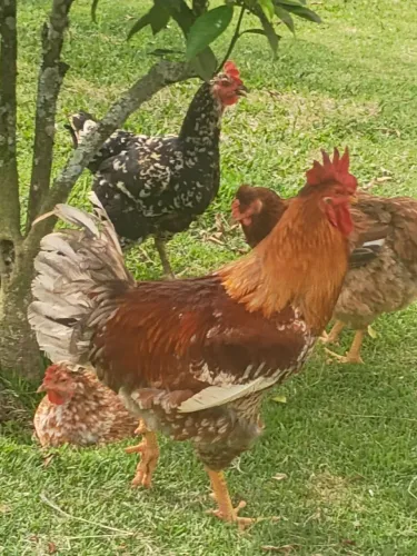 Frango GSB Balão 