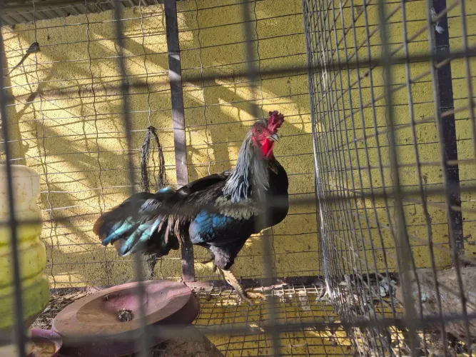 Galo mestiço