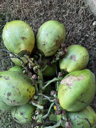 Coco verde