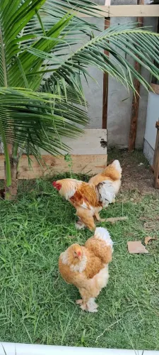 Ovos galado Brahma lemon e Baf dúzia 140 reais
