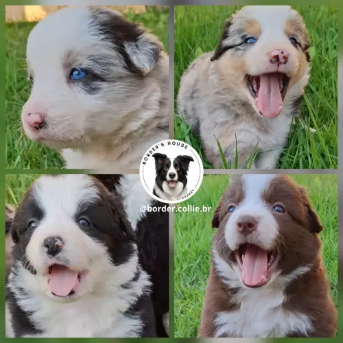 Filhotes de Border Collie! Cbkc pais com teste genético e para displasia!