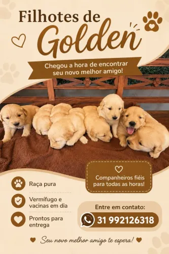 GOLDEN RETRIEVER
